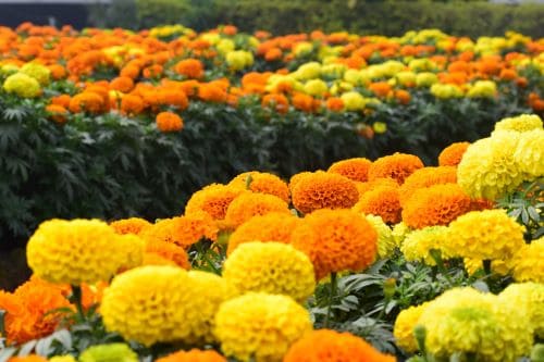 Colorful marigold flowers in a vibrant garden, showcasing natural beauty and floral landscaping.
