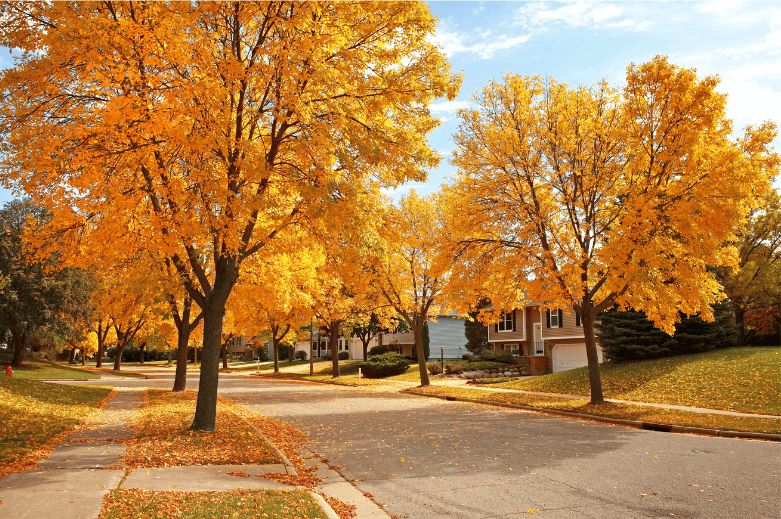 Fall Leaves over a Brilliant Roof