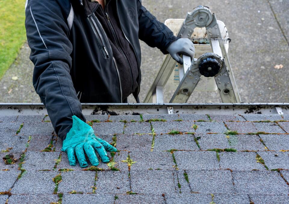 soft wash roof cleaning-close up of man inspecting roof with moss between shingles