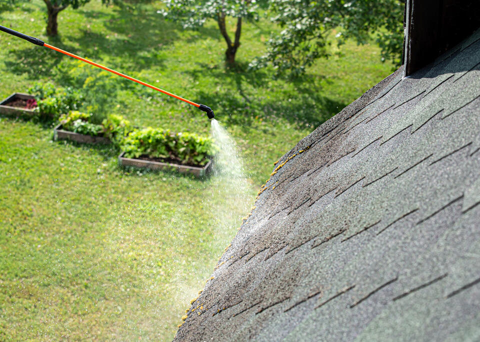 soft wash roof cleaning-hose with gentle pressure being used to clean a shingle roof